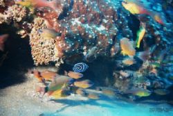 The juvinile emperor angel fish and goldies, picture take... by Brandon Thomas 